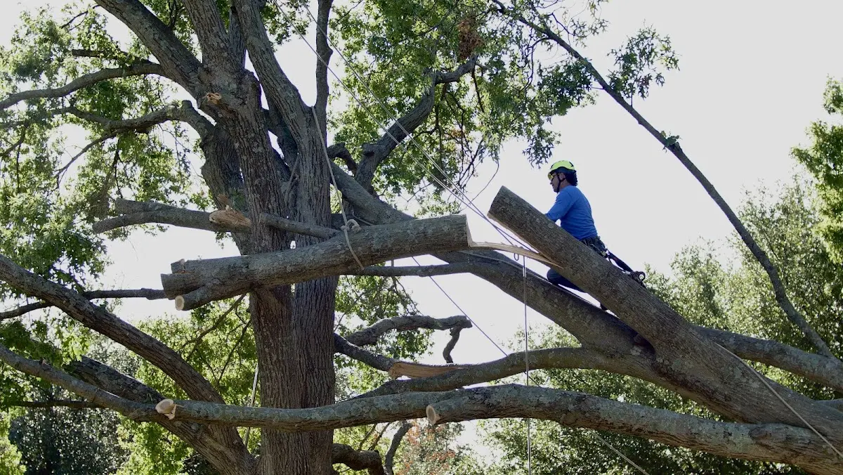 Professional Hazardous Tree Removal performed by certified arborists in West Hickory
