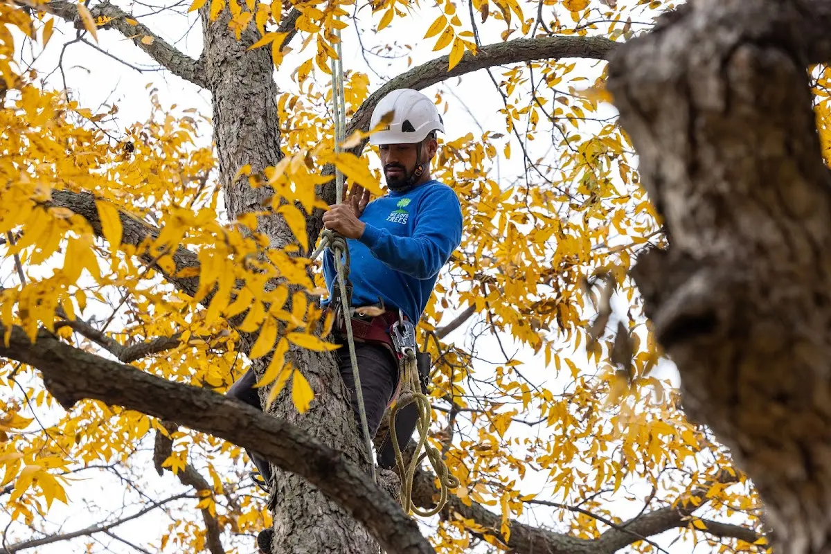 Skilled Tree Planing crew working in West Hickory